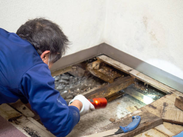 Best Crawl Space Mold Removal  in Bloomington, TX