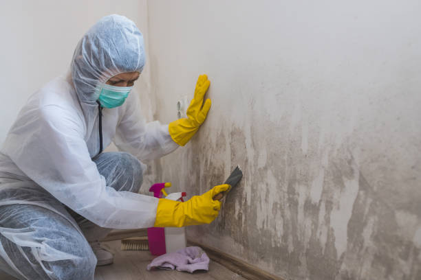 Best Professional Mold Removal  in Bloomington, TX