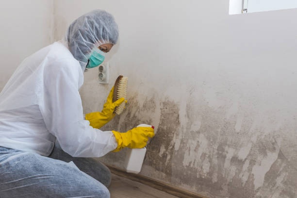 Best Mold Damage Repair  in Bloomington, TX