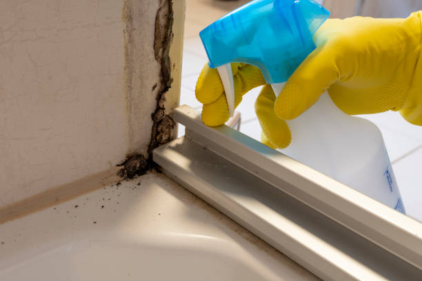 Best Residential Mold Removal  in Bloomington, TX