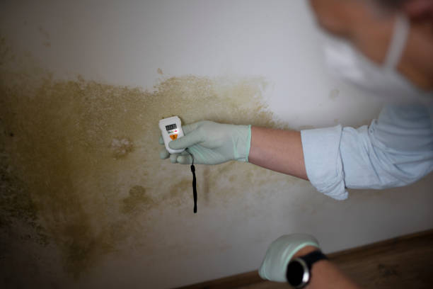 Best Home Mold Removal  in Bloomington, TX