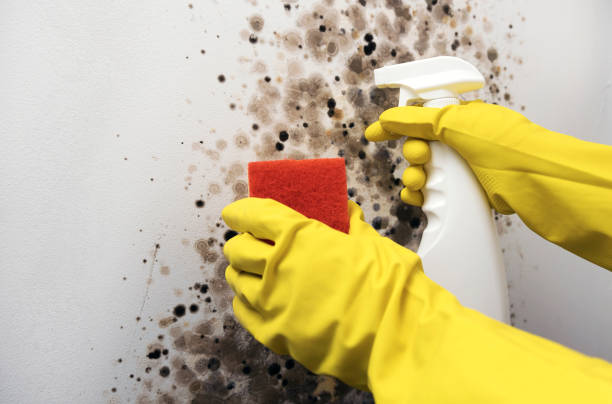 Best Affordable Mold Removal  in Bloomington, TX