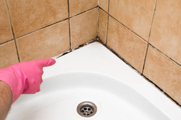 Best Mold Removal Near Me  in Bloomington, TX